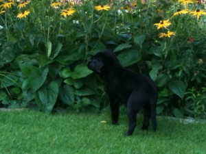 Sind die Blumen aber groß!