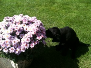 Ayka an Blumentopf