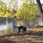 Sonniger Tag am Speegraben - Düsseldorf-Carlstadt