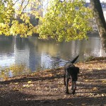 Aykas täglicher Spaziergang am Speegraben mitten in Düsseldorf