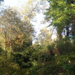 Der Urwald am Speegraben Düsseldorf-Carlstadt