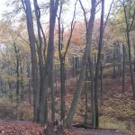 Blick in den Aaper Wald