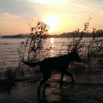 Unsere Wasserratte im Rhein bei leichtem Hochwasser, 16.11.2013