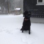 hund-ayka-schnee