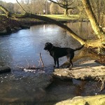 Die Düssel - und Ayka will baden!