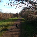 Fast wie im Frühling.. und das am 17. Januar