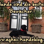 Da sieht man es wieder – Hunde sind die besten Bewacher