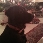 Ayka wartet auf den Weihnachts(-Hund) -Mann... 