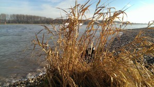 gras-am-rhein