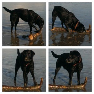 Ayka auf Sylt