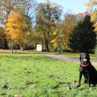 Gassi Gehen mit Hund im Lantz’scher Park