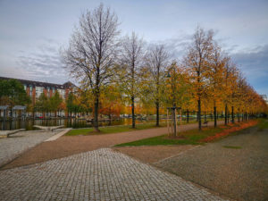 Gassi Gehen im IHZ Park - Baumallee